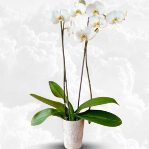 orquídeas blancas, detalles de admiración, plantas de regalo duraderas, flores elegantes para obsequiar